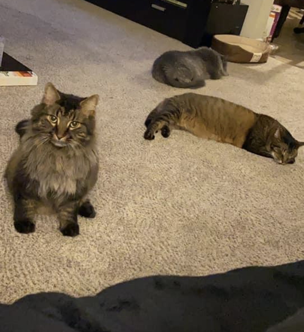 Simba