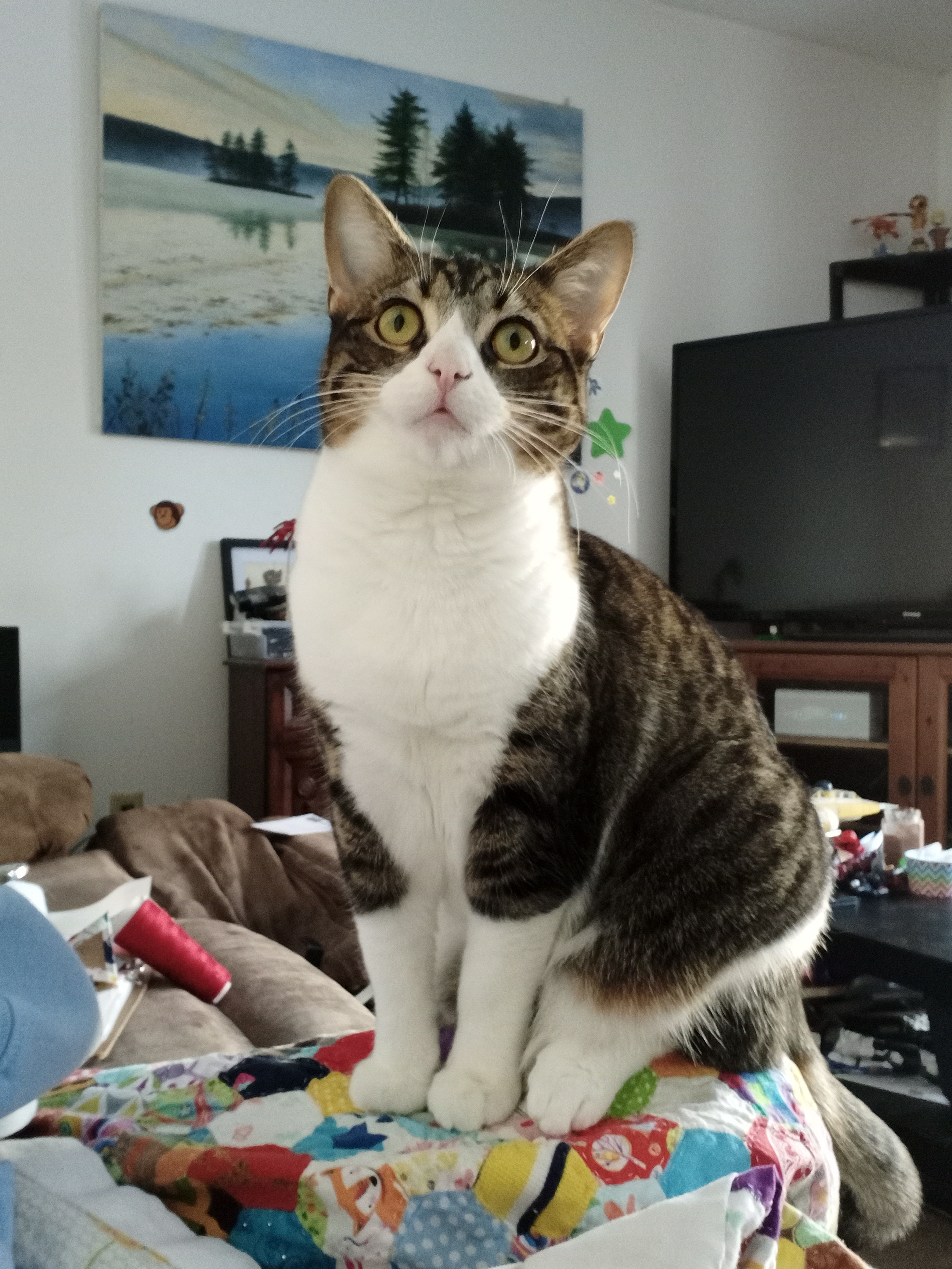 Phoebe