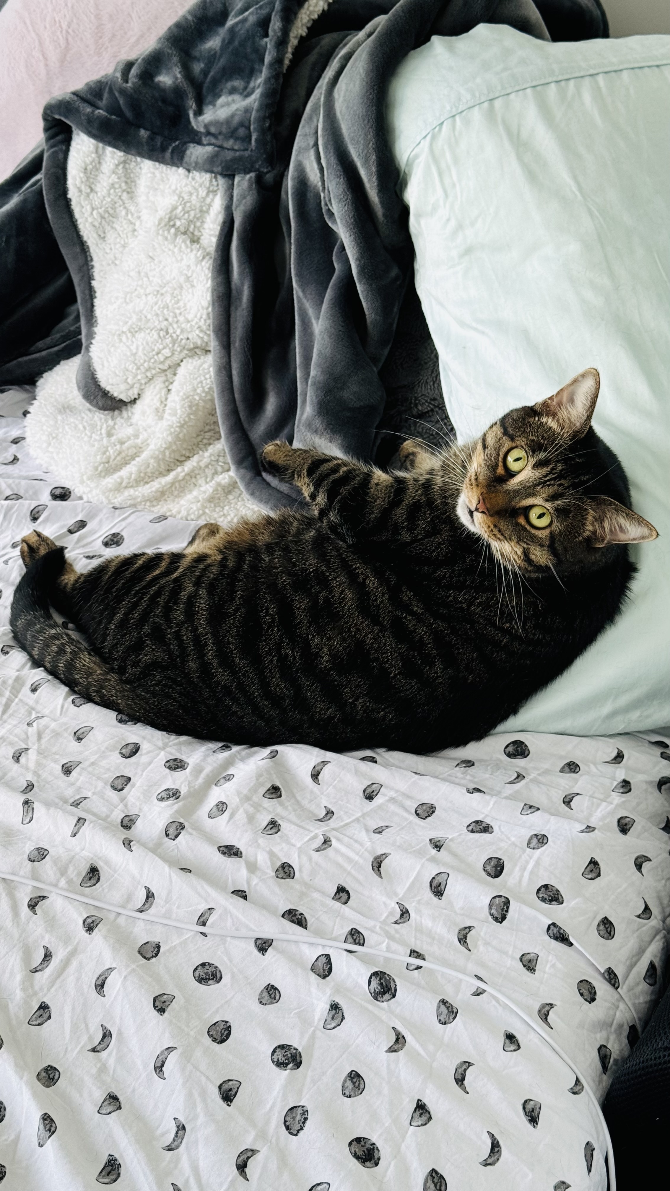Pet 1