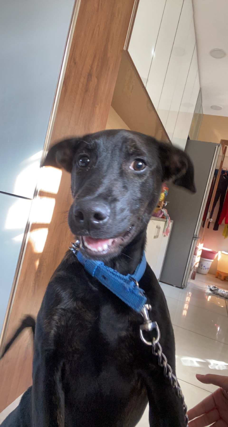 coco