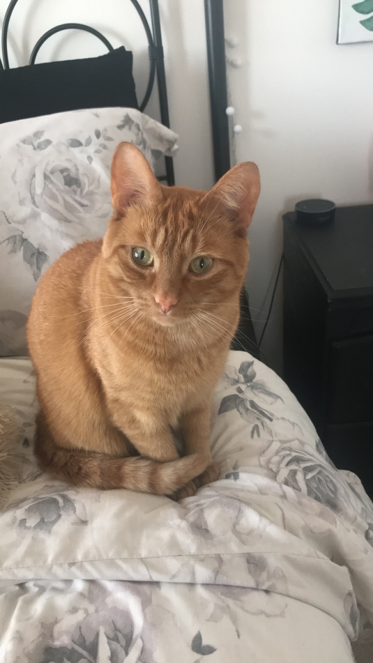 Milo