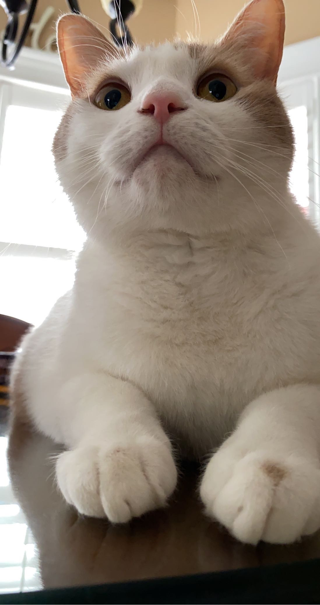 Burrito