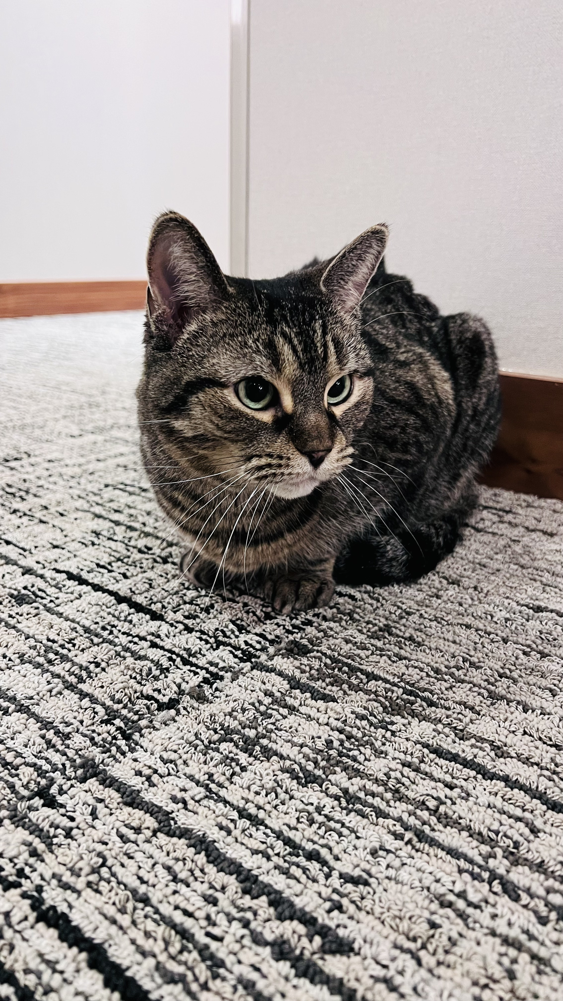 Tabby
