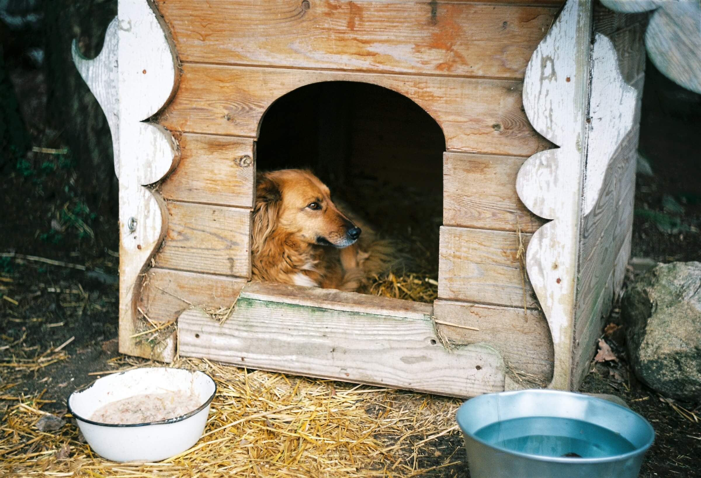 Building a simple pet emergency kit