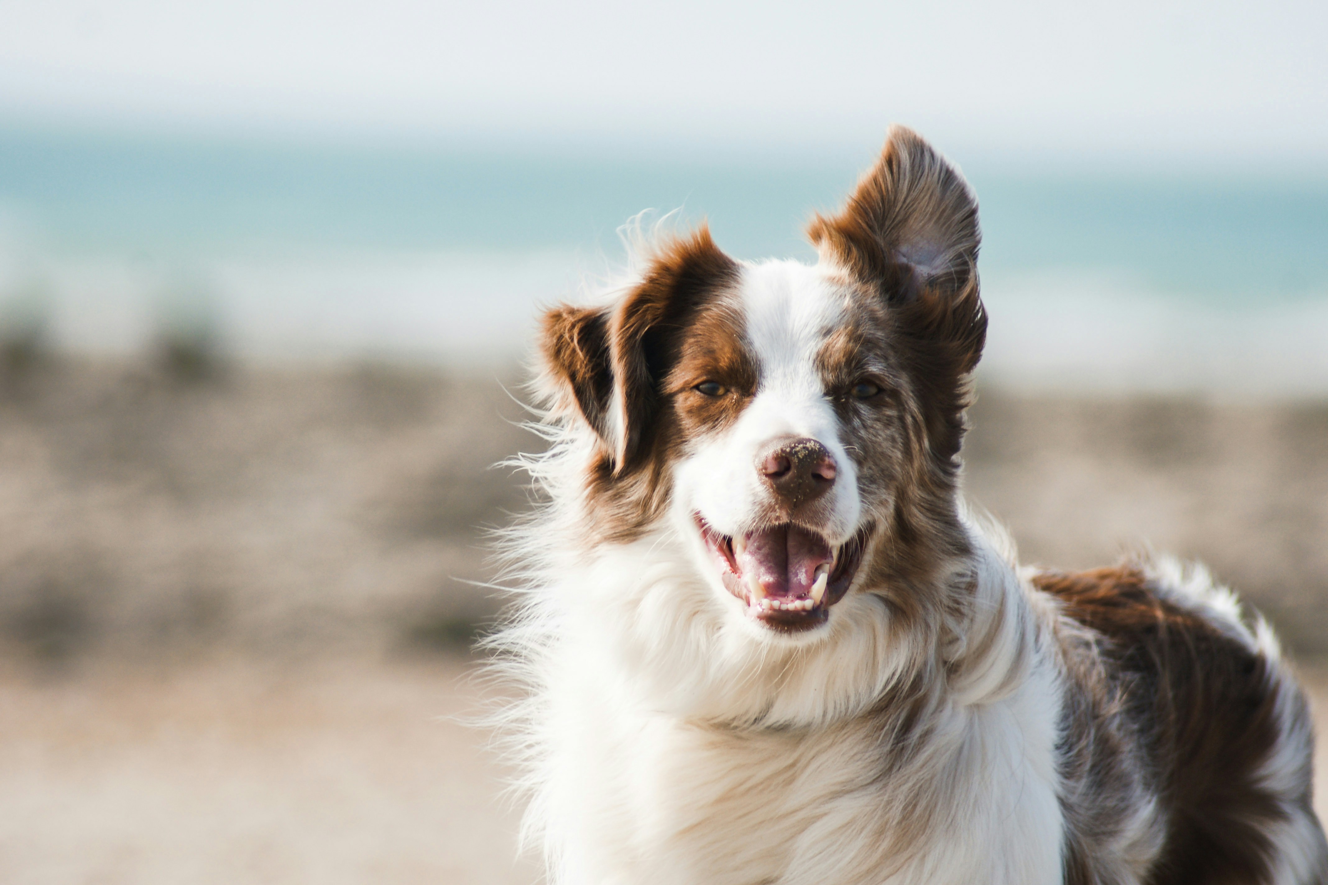 What to do in the first 24 hours after losing your pet