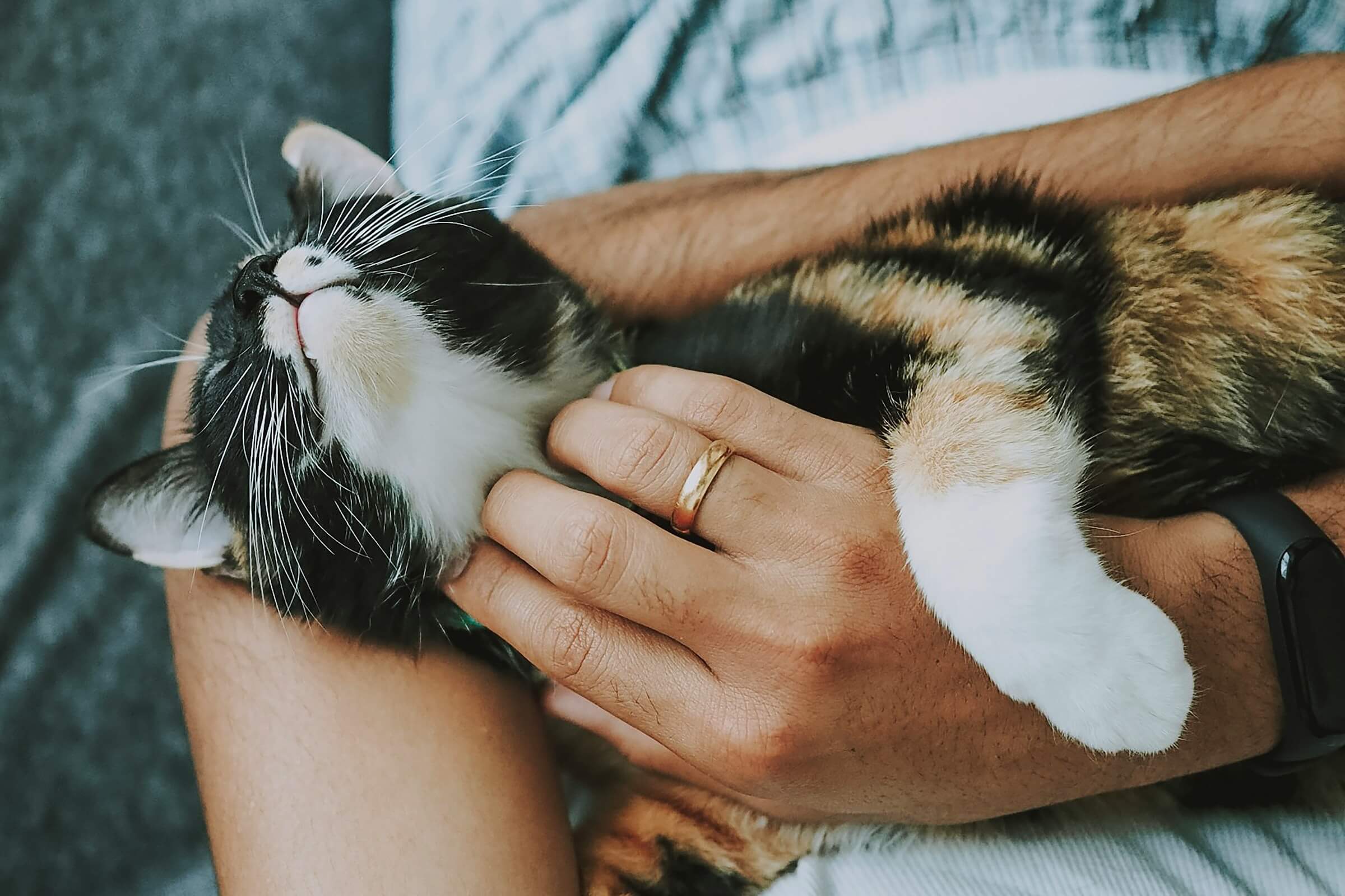 Fostering 101: what to expect in the first week