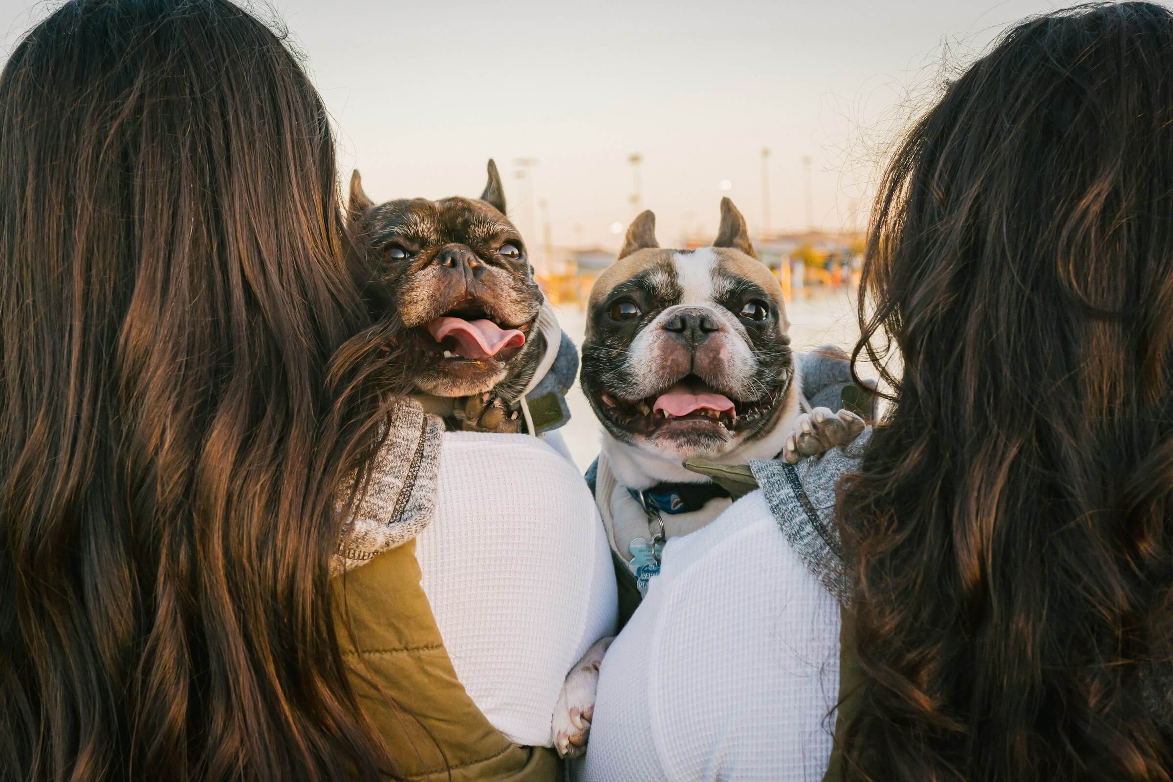 How a connected neighbourhood brings pets home faster