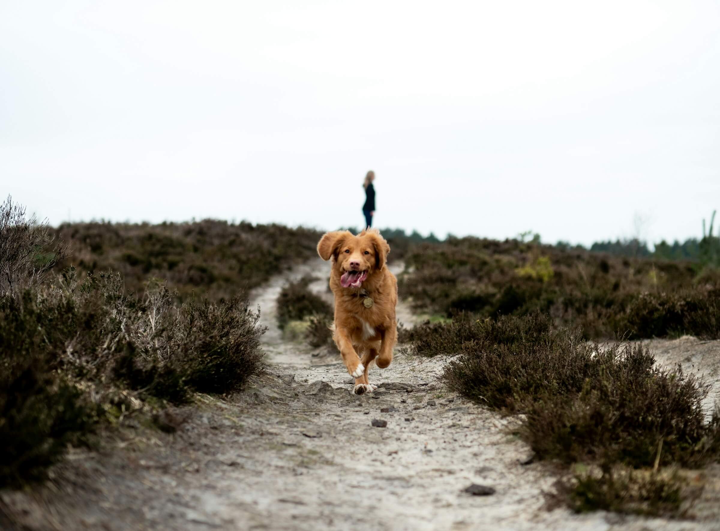 How to make a lost pet flyer that actually works