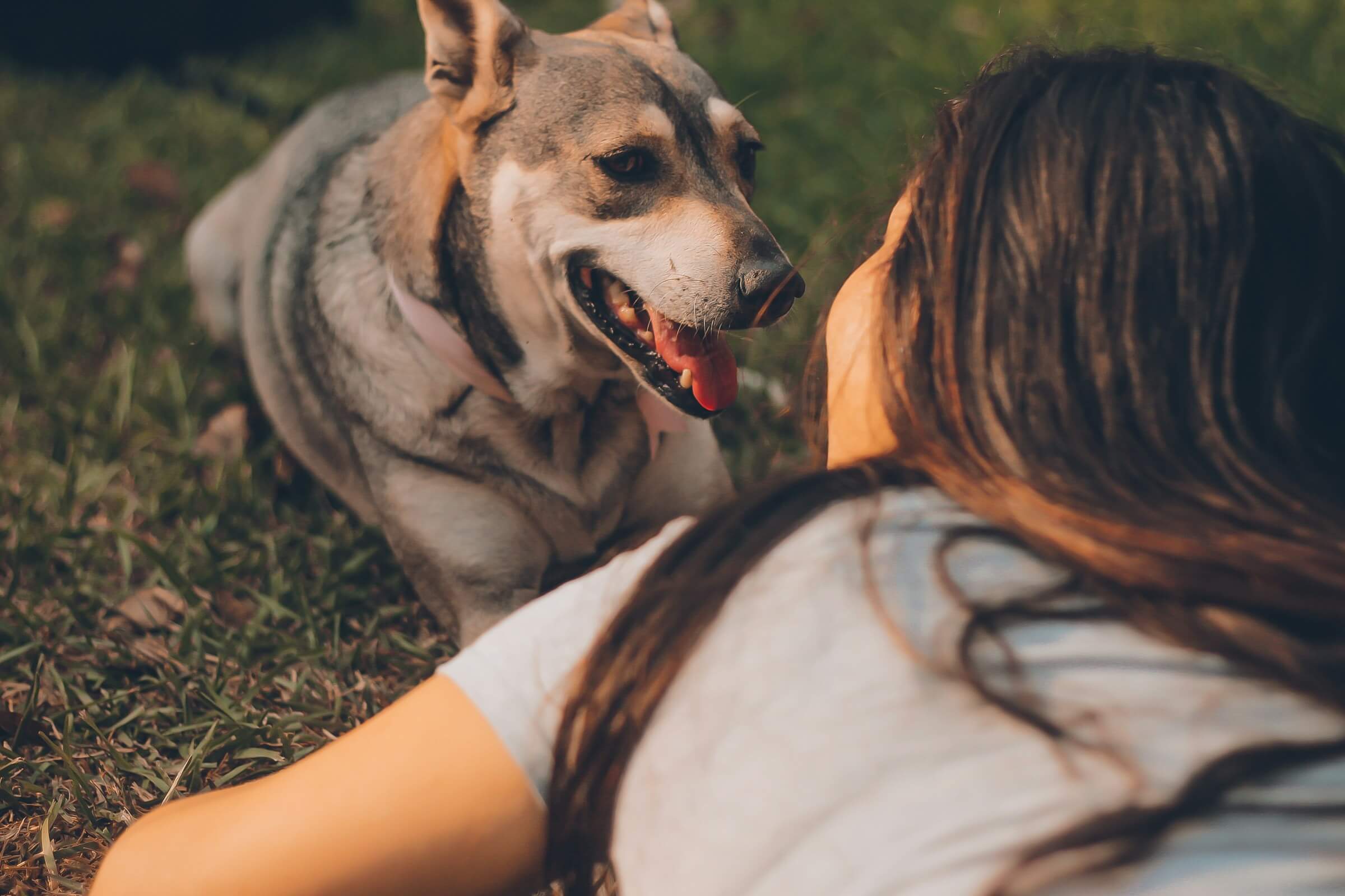 How to tell if a "stray" already has a home