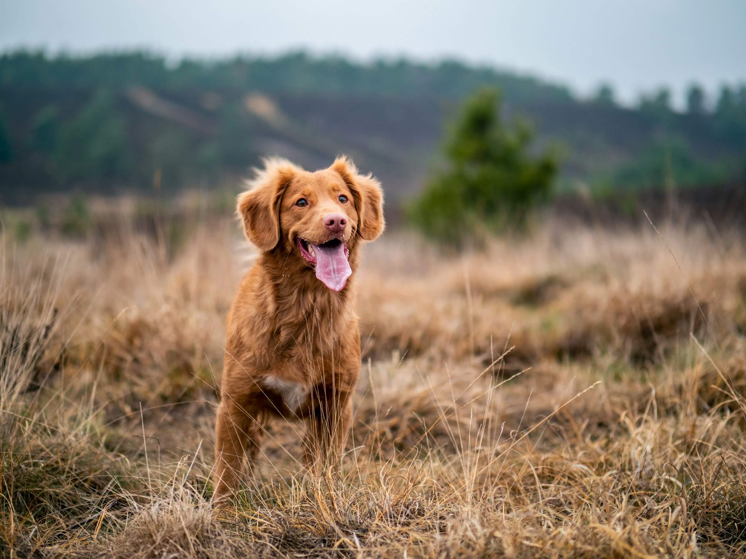 Keeping pets safe when the temperature rises
