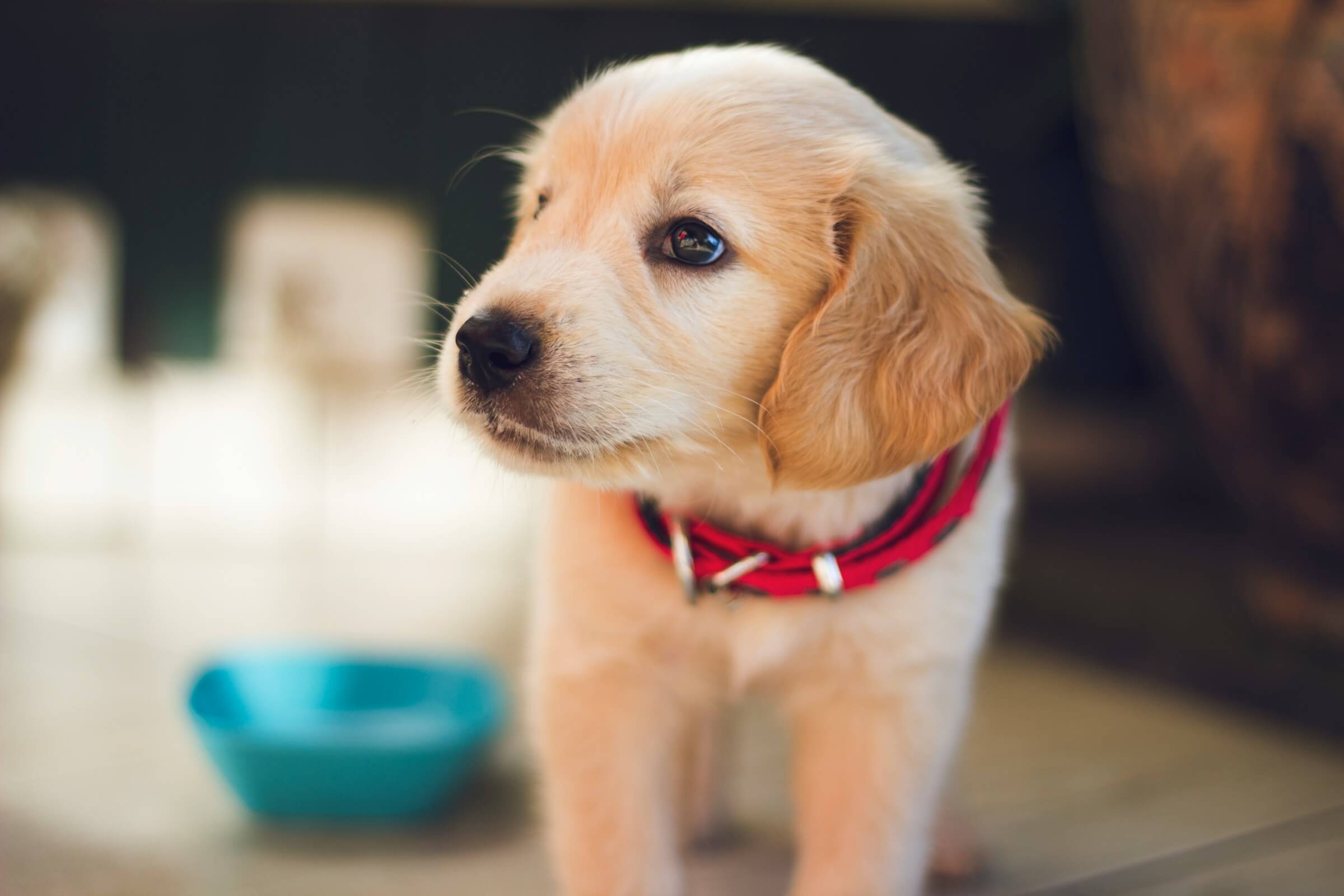 Microchips and ID tags: your pet's fastest way home