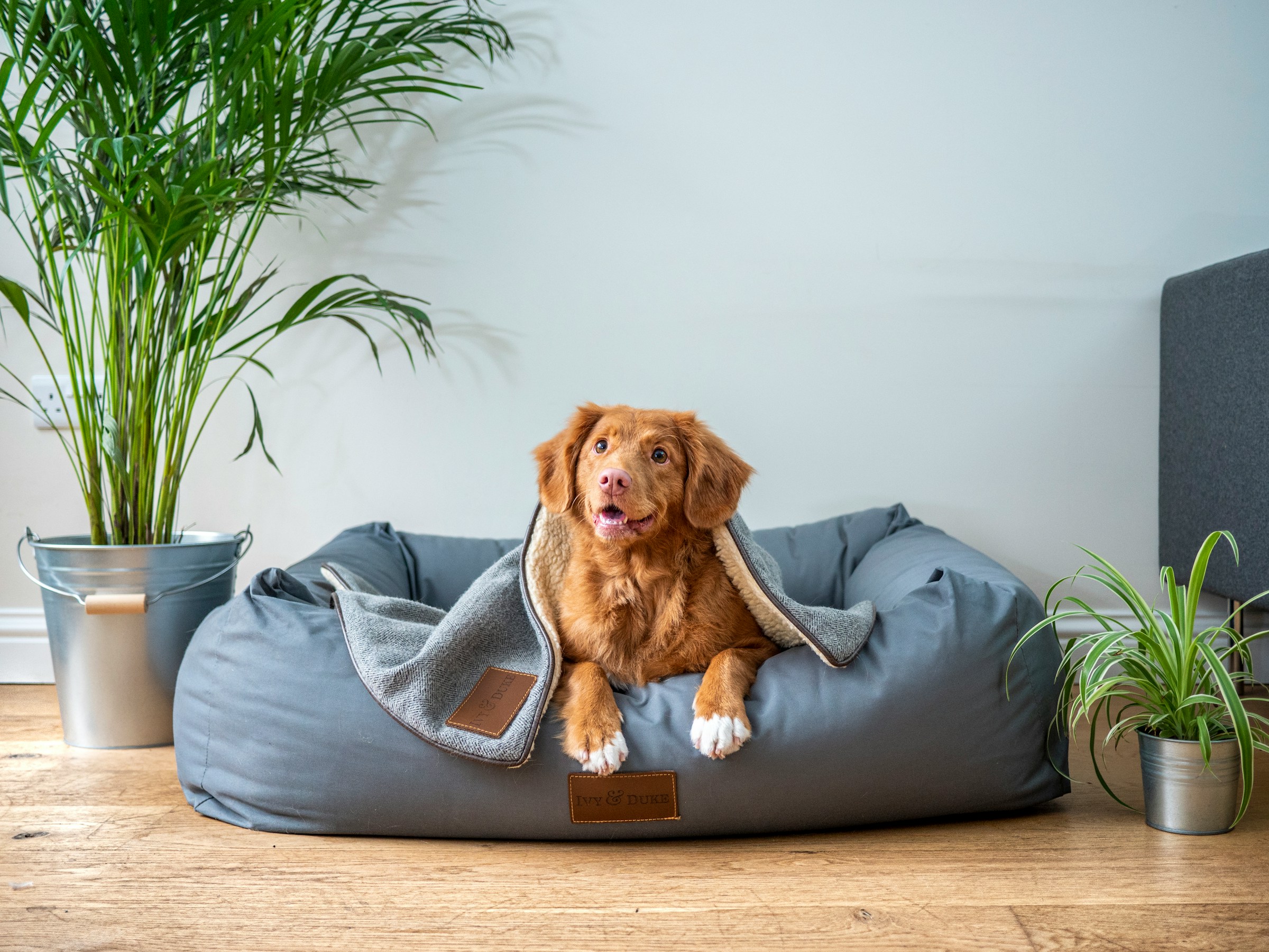 Preparing your home to adopt a pet