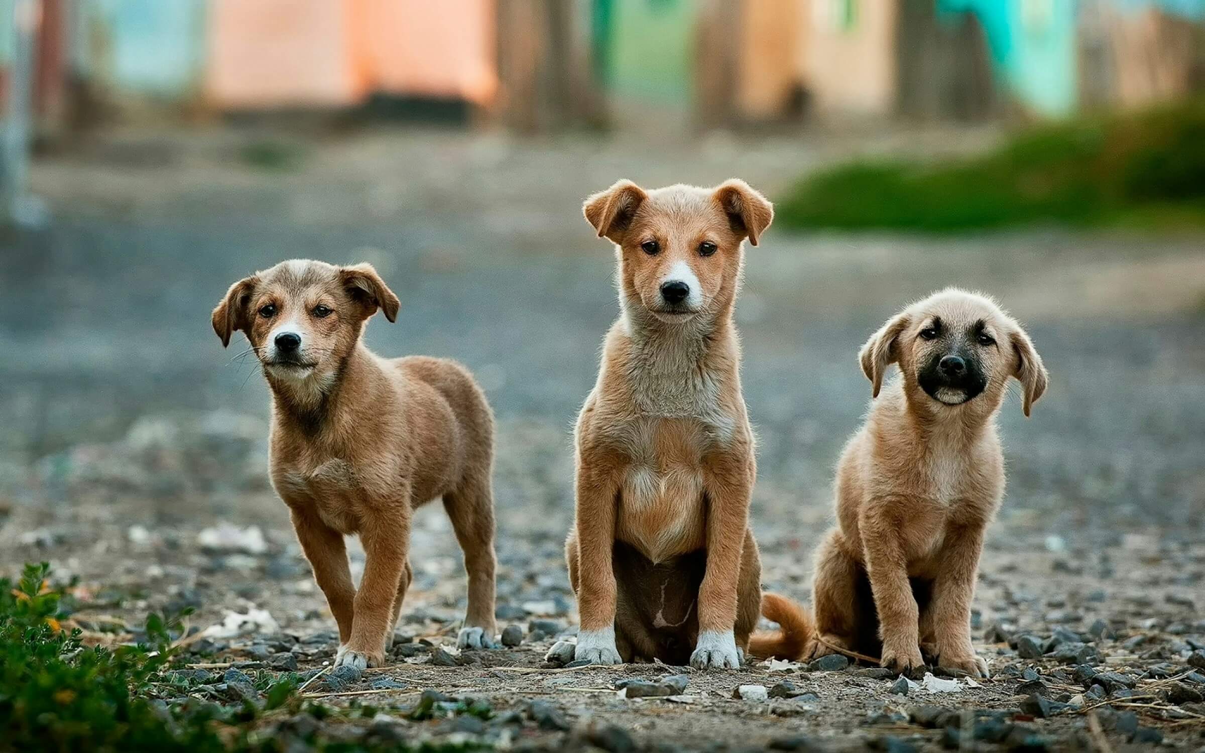 Three stray puppies on a neighbourhood street
