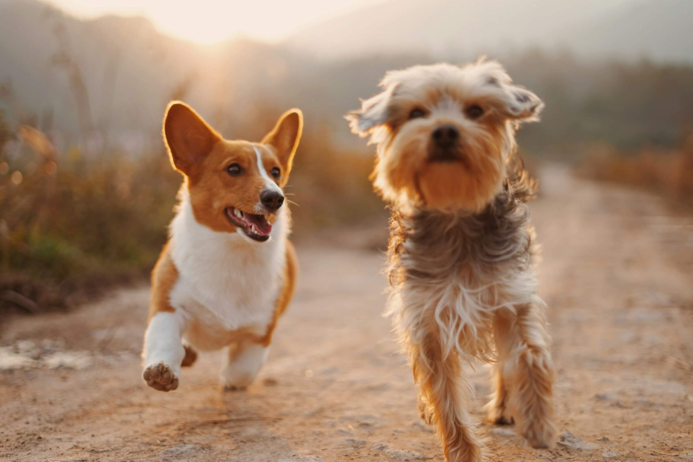 Two dogs running happily together outdoors